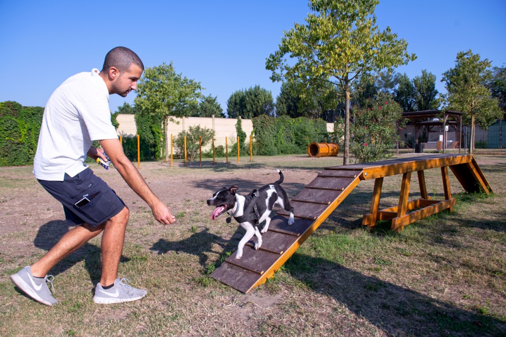 Percorso agility