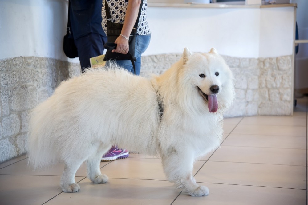 Regolamento interno per i cani