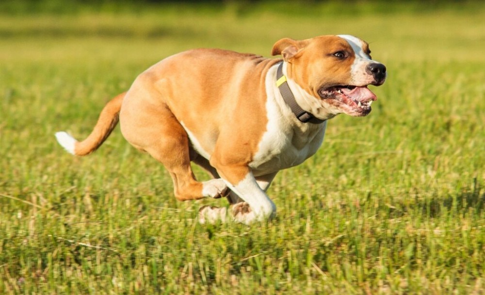 Area Agility Dog