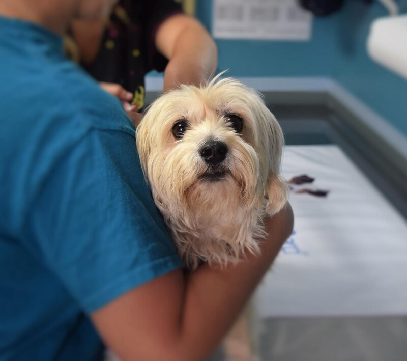 Veterinario